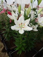 [3262 Silverio World B No01.JPG]